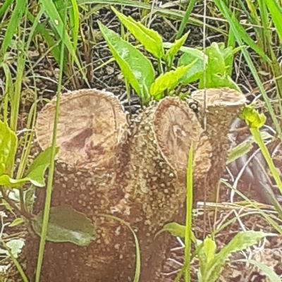 IjEIp1cCSI21535's profile picture. こんにちは。