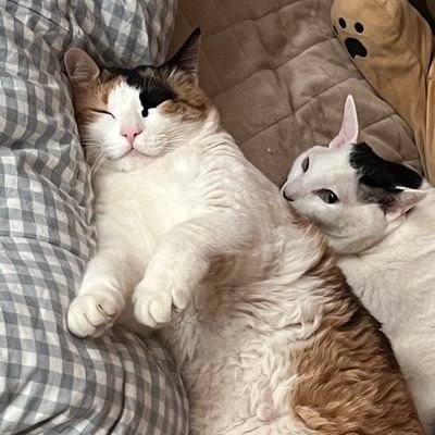 jenotyped's profile picture. jeno guard