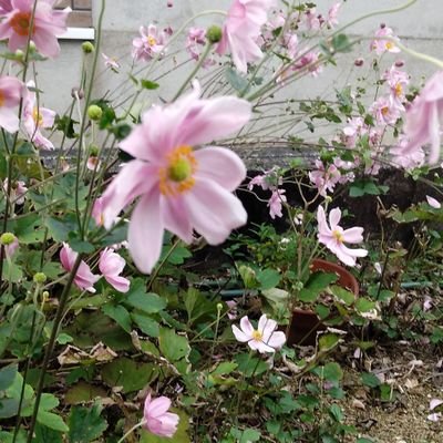 RJzPhYt67GUBLoQ's profile picture. 花が好きデス。
好きな言葉は【愛は勝つ♥正義は勝つ❢】心が弱く、スイーツに弱い🥰オバサンです(😭苦手なスマホよ、、愛してるよ）🎶無言フォローお許し下さい。DM返信出来ません。