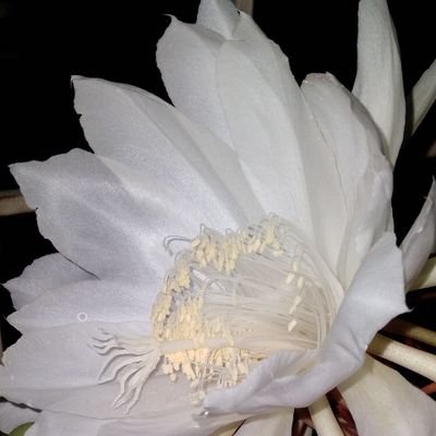 JulieMishra's profile picture. A Bhakt - of Sri Jagannath Mahaprabhu 🙏