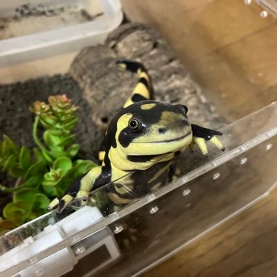 rain1933gamer's profile picture. ポンコツです。ペットたくさんです。ゲームします。釣りします。キャンプします。バイク乗ってました。