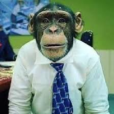 Soy Pamelo Lachotta , un chimpancé servidor de ustedes, jurisconsulto, ladrón de gallinas.