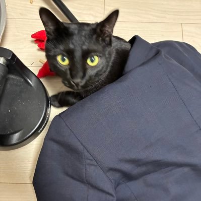 aaaaacdg's profile picture. 第8の人生を謳歌中。元保護猫の黒猫と暮らしてます。プロフィール画像はサラリーマンが突然猫にされた図。