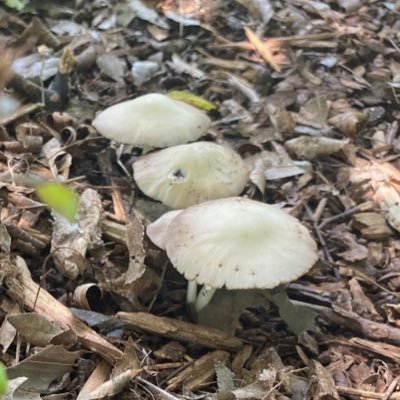 ch0Rles_'s profile picture. 🔞 | 21 years of age | i like drawing sometimes but mostly retweet cool art