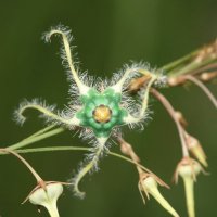 BSI, Deccan Regional Centre, Hyderabad (@bsi_drc_hyd) 's Twitter Profile Photo BSI, Deccan Regional Centre, Hyderabad (@bsi_drc_hyd) 's Twitter Profile Photo