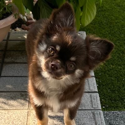 1596AZ0204's profile picture. 春からチワワと暮らし始めました🐾 人生逆算しながら考えるこの頃 🌈の向こうにお姉さんダックス2匹が住んでいます🐾 🏠愛知県 浜田省吾さん2025.10.6 帯広参加できました✨