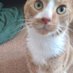 Promo Pet (@pet4promo) Twitter profile photo Promo Pet (@pet4promo) Twitter profile photo