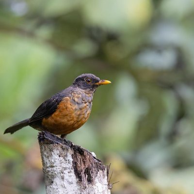 JAyrton70289's profile picture. Diplomats master the art of gentle persuasion