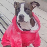 🐾💙Madam Riley🐾💙😎👑💙🐾 (@lebrocktony) 's Twitter Profile Photo 🐾💙Madam Riley🐾💙😎👑💙🐾 (@lebrocktony) 's Twitter Profile Photo