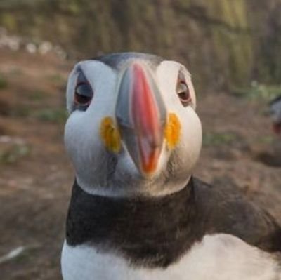 bright puffin Profile