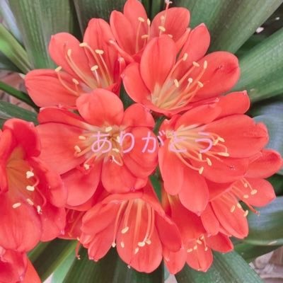 Rsyo4141hoho's profile picture. 苦しさで身動きできなくなった時、大日月地神示に出会いました。日々頂く学びと喜びと人生の経験全てに感謝🙏神人さんの投稿掲載は京都事務局様にお伝えさせて頂いています。地球自然森羅万象に感謝♡基本的にDMはお断りさせて頂きます