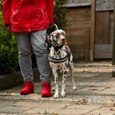 @GeleideHulphond #geleidehondLucky #labradoodle #partner van #Esther ##Huishondje #Carlis #Mopshond