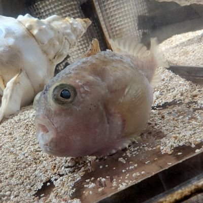 深海生物が大好きです✨
特に好きな深海生物はミツクリザメとフウリュウウオです❤
いつかはピンポンツリースポンジ
とオロシザメとミツクリザメ見たい...
深海研究スーパーキッズ第3期生