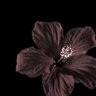 seham2700's profile picture. أخصائية نفسيية 🍃 ( حسابي الوحيد ) .