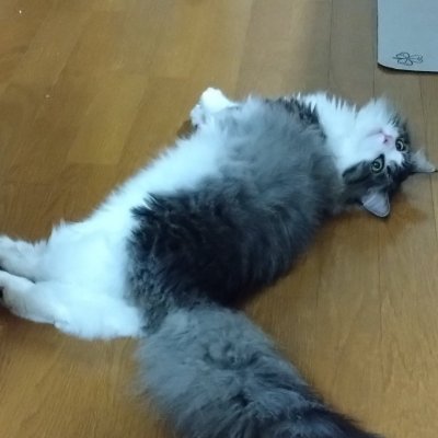 成人済社会人♂です 飼い猫はノルウェージャンのみぃちゃん♂
OW2プラダイ/VALOv25act3imo2/モンハン/シャドバWB ↓みぃちゃんへのプレゼントリスト