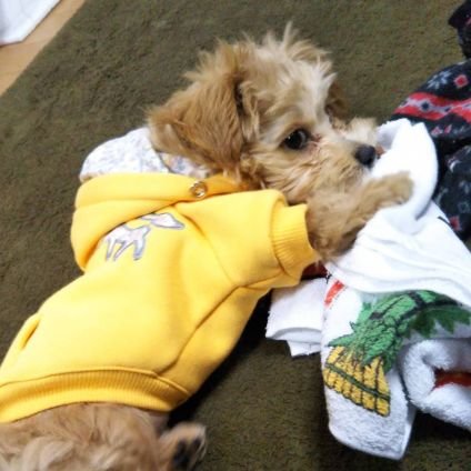 HvA99iOOGb73129's profile picture. 