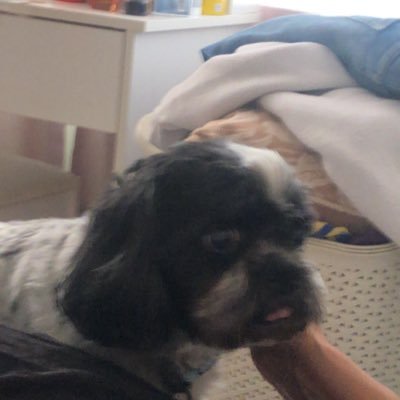 sammy220974's profile picture. Twitter pile on’s are todays equivalent of a biblical stoning. I don’t participate in Mob thinking. Left/Right depending on the issue predominantly centrist ❤️