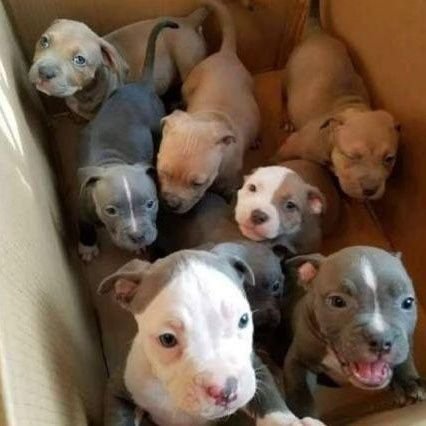 JAIREDUARDOSIL3's profile picture. Eng. civil