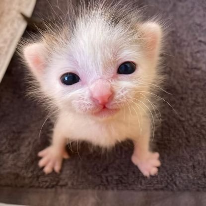 UweSchmidt5100's profile picture. Observer. Common laborer. Average IQ.