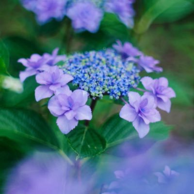 ktfujino's profile picture. 