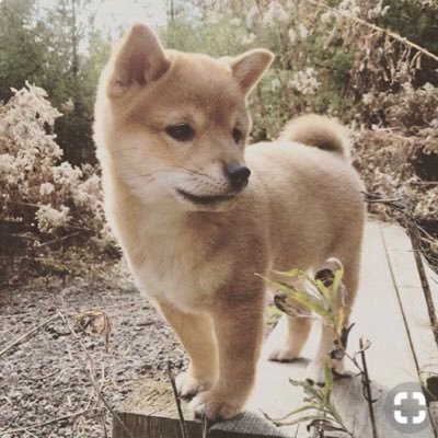 motoko0613's profile picture. マダミス記録/血涙愛仏ってユニットでマダミス作ってます（デザイン担当）/人狼、謎解き、イマーシブ🫶/MBTI→ENTJ