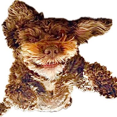 HPoogo's profile picture. 🇪🇺🚚 European Express Freight Specialist 🚚 🇪🇺 🇺🇦 #FBPE #UTV #buckfrexit had enough of the crooks that have wrecked UK with their wretched Brexit