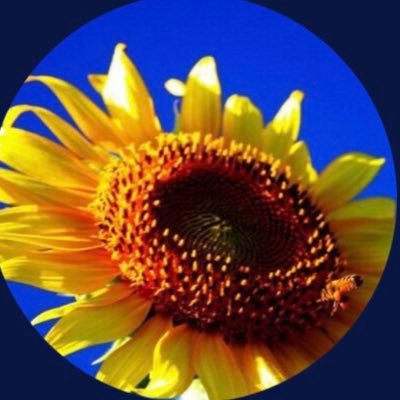 まめさんのプロフィール画像