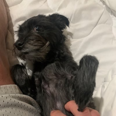 Natu090775's profile picture. Blue Jay Family