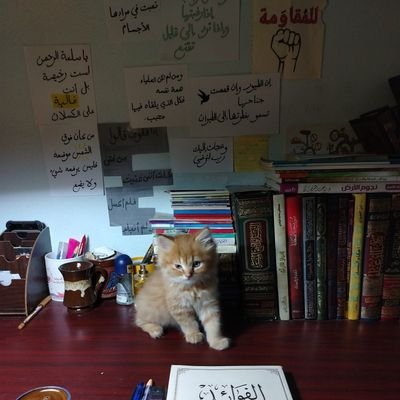 السَّلامُ على القُدسِ بما فيها
بمن فيها
بكُلِّ ما فيها
السّلام على المسجد الأقصى حتى يطمئنَّ💝
( مجرد شاب بيحاول يحاول.....)