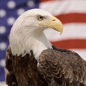 LLosgta512's profile picture. I'm a investor in crypto currency .I'm Student.I like investment .My best friend it's a aigle 🥥🦅.I use the same behavior that the aigle 😁 maybe it's amazing