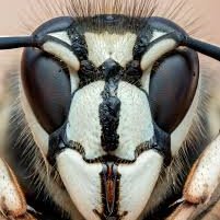 NotVeryHuman1's profile picture. This is an alt acc
Main @porkyporky13 (132,000,001 murder hornets)
Basic DNI.
He/Him.
Minor
Autistic, atheist.
free Palestine 🇵🇸