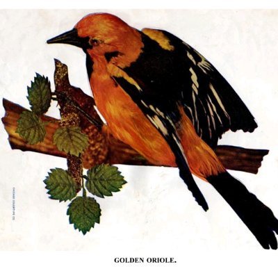 foxinforestfire's profile picture. Not special.
Profile pic from: "Birds, Illustrated by Color Photography, Vol. 1, No. 1"