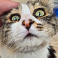 meri (@meryolmekistio) 's Twitter Profile