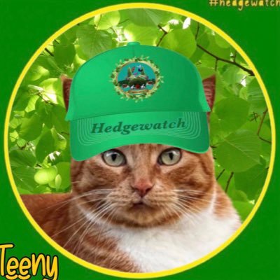 I’m Teeny Jewel McGee! An 11-year-old ginger GIRL! I’m very expressive & demanding in a cute way. @BellaTheCalico…my sister & best friend, now OTRB. #Hedgewatch