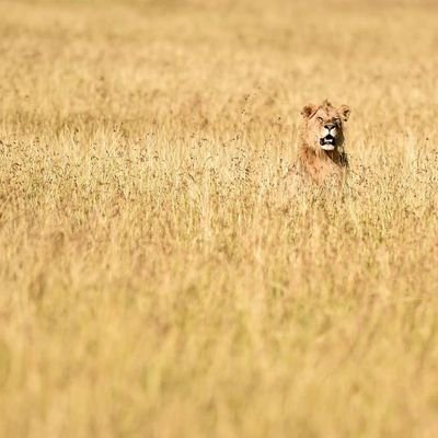 GeshGeshino's profile picture. What do you hear... what do you say...🤟🏾