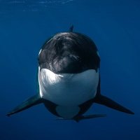 nomenkalcer (@hwojan) 's Twitter Profile