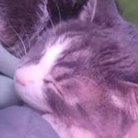 ivy (@nibblybun) 's Twitter Profile Photo ivy (@nibblybun) 's Twitter Profile Photo