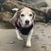 Beagle_Breath (@beagle_breath) Twitter profile photo Beagle_Breath (@beagle_breath) Twitter profile photo