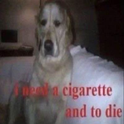 GSchiol70772's profile picture. 