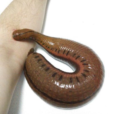 Usaisgay9863's profile picture. 支蚂蝗克星。支蚂蝗，小时候吸父母的血，长大吸社会的血，出国吸华人群体的血的支类物种，主要分布于日本，东南亚等国。把自己定义为日本人，却忘不掉中文圈的这么一类逼样仔群体