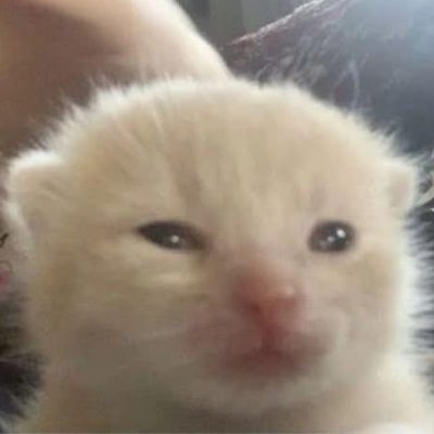 sponcitocs's profile picture. 