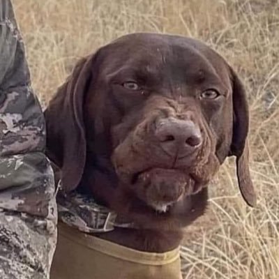 brettdvc's profile picture. renaissance man