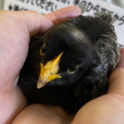 黒い雛鳥さんのプロフィール画像