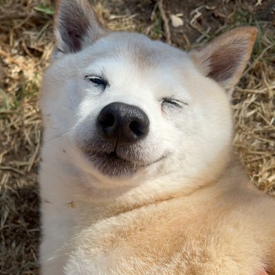 K_O_G_369's profile picture. カリフォルニア在住 暗号通貨好き ただの日本人。Japanese crypto otaku 🇯🇵 live in California🌳🚬😶‍🌫️🇺🇸 $XDC $XLM $SHx どうぞよろしく