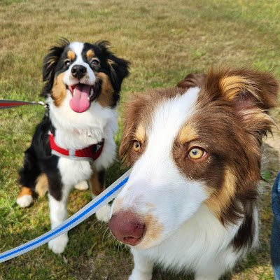 オーストラリアンシェパードで男の子の月詠(ツクヨミ)と女の子の命尊(ミコト)を中心に犬との暮らしで感じる幸せなこと。そして大変さも合わせて発信していきます!ワンちゃんが共に成長する姿を見てくれると嬉しいです☺
2025.06.12 X開設