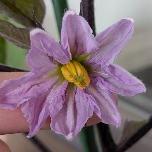 2025年ベランダで野菜の育成始めました。悩んだあげく、好きな野菜のなすに挑戦。初めての園芸!おいしい野菜をいただきたくぞ