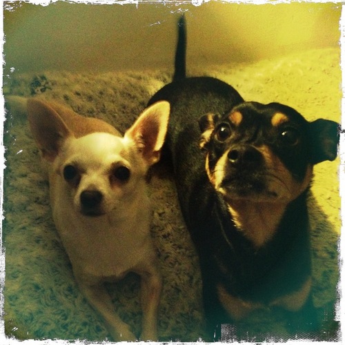 Pino_en_Poema's profile picture. Blaffende vriendjes die het beste uit een hondenleven halen. Tevens maken we graag @fantastrick dagelijks gek met ons gedrag :) waf!