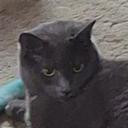 💜love my cat Olivia, gen-x, luv old movies,vinyl girl, will forever be a ot5 1d fan🕯️