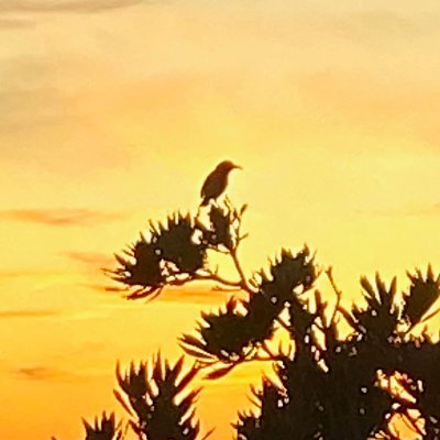 jasonacollins's profile picture. Rarely here. Find me at https://t.co/nckxpaD4WA.
