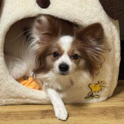 SpikeBuddy7777's profile picture. バディは父ちゃんの命！君だけが父ちゃんの生きがい！